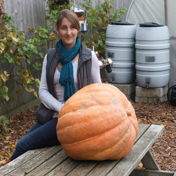 Pumpkin Atlantic Giant Seeds - Image 3