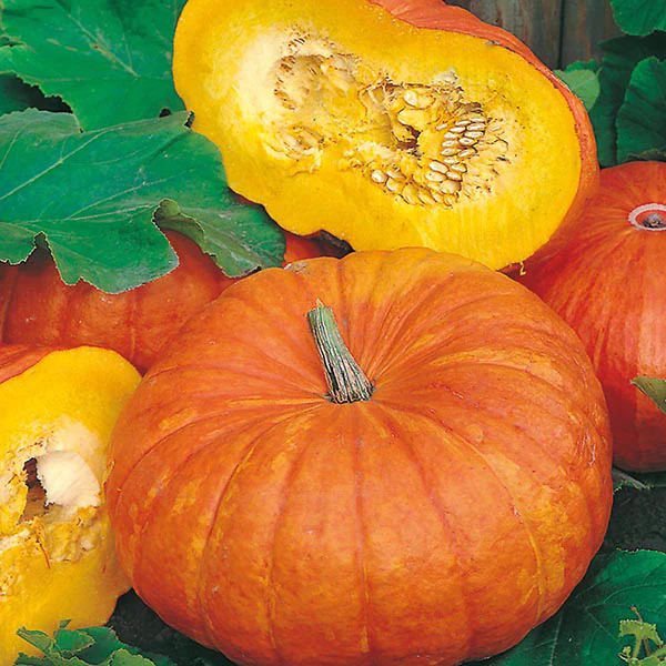 Pumpkin Rouge vif d'Etampes Seeds - Image 3