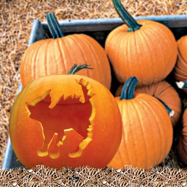 Pumpkin Veg Plant Collection - Image 5