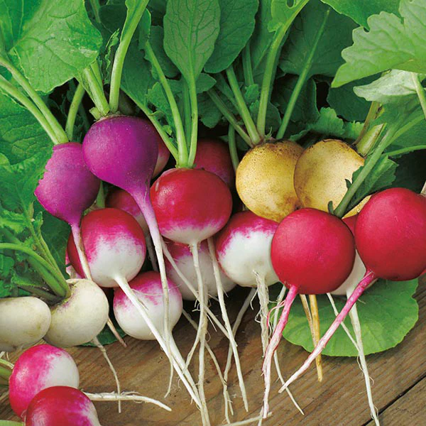 Radish Bright Lights Seeds - Image 3