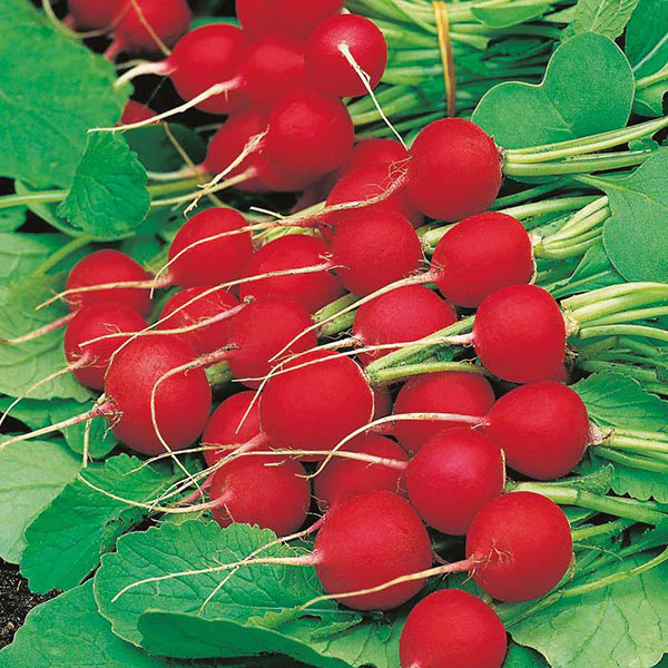 Radish Celesta F1 Seeds - Image 3