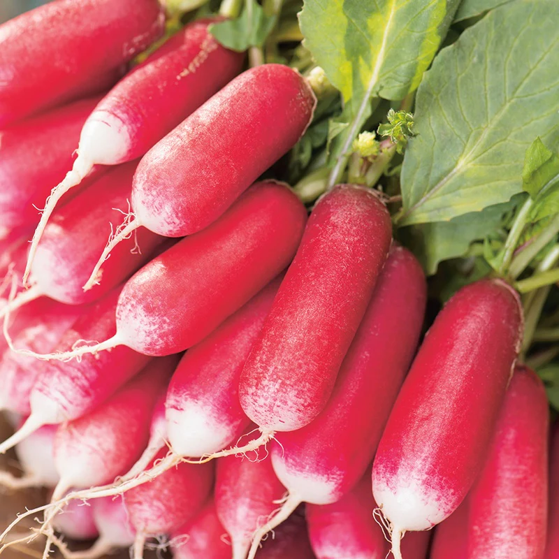 Radish French Breakfast 3 Seeds - Image 3