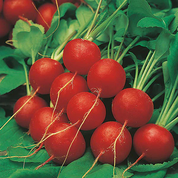 Radish Scarlet Globe Seeds - Image 3