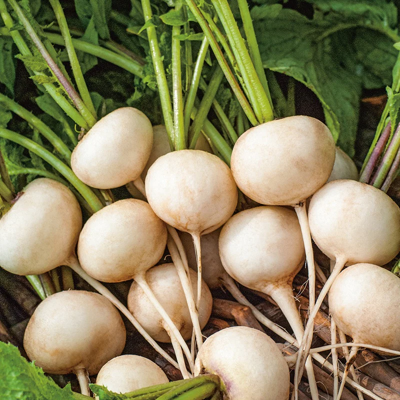 Radish Whitella F1 Vegetable Seeds - Image 3