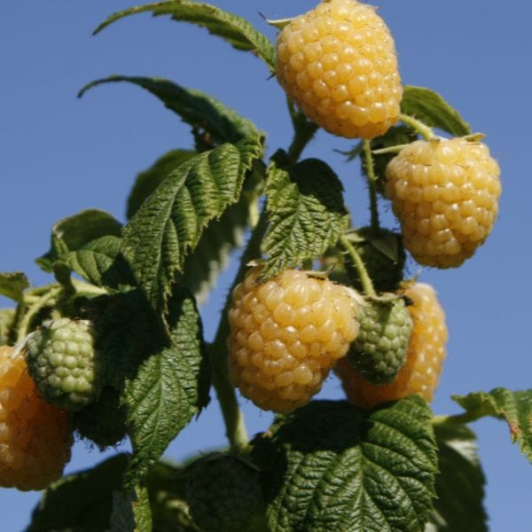Raspberry Allgold Plant - Image 3