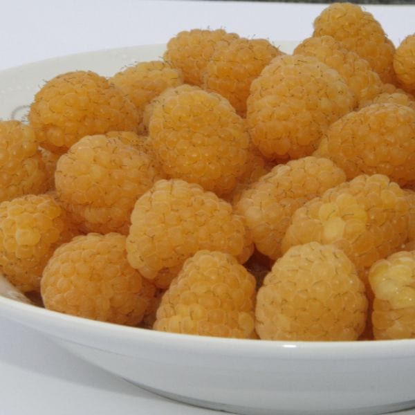 Raspberry Allgold Plant - Image 4