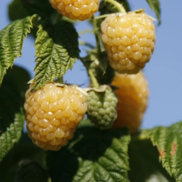 Raspberry Allgold Plant - Image 5