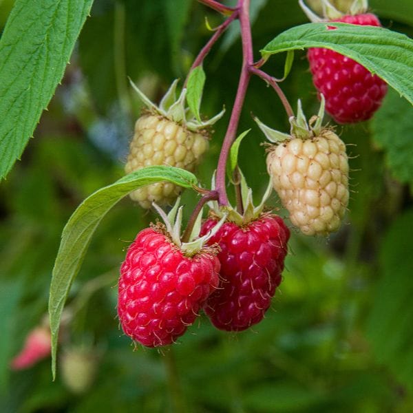 Raspberry Glen Mor Plant - Image 2