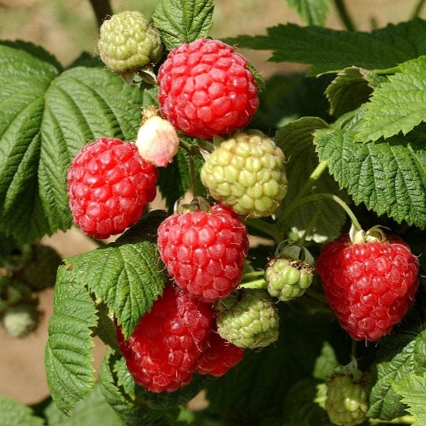 Raspberry Octavia Fruit Plants (Floricane) - Image 4