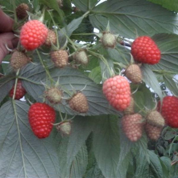 Raspberry Polka AGM Fruit Canes (Primocane) - Image 3