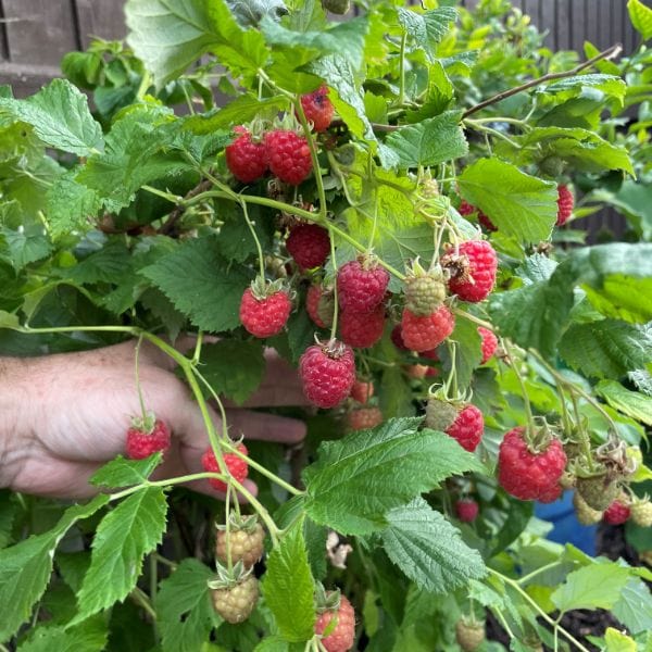 Raspberry Yummy Fruit Plant - Image 4