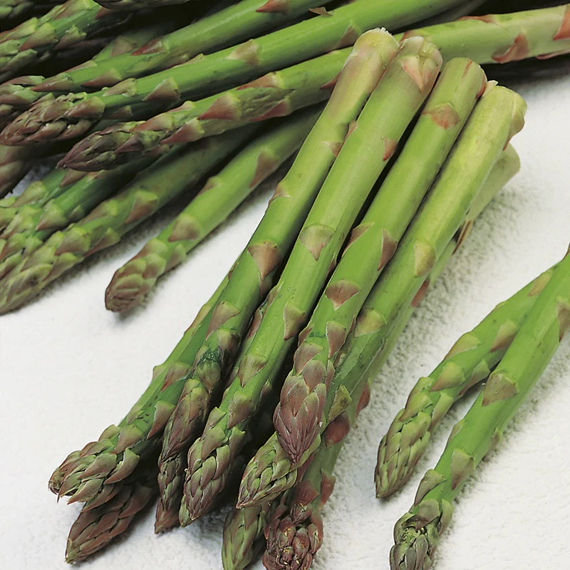 RHS Asparagus Connover's Colossal - Image 2