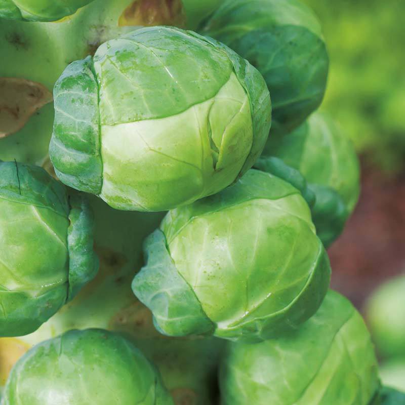 RHS Brussels Sprout Seeds - Image 2