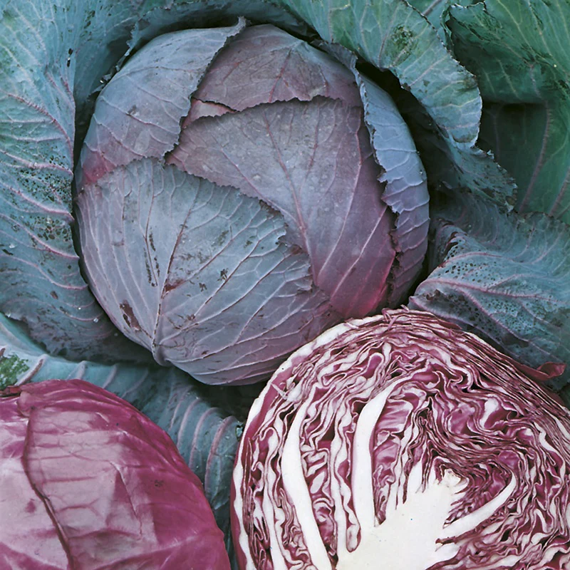 RHS Cabbage (Red) Rookie F1 Seeds - Image 2