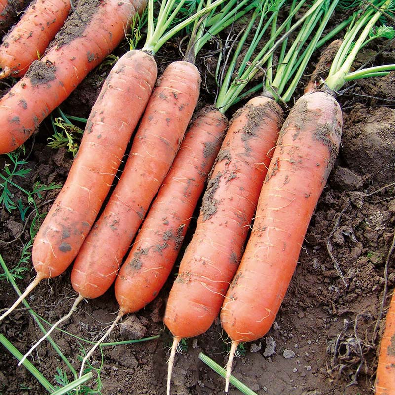 RHS Carrot Marion F1 Vegetable Seeds - Image 2