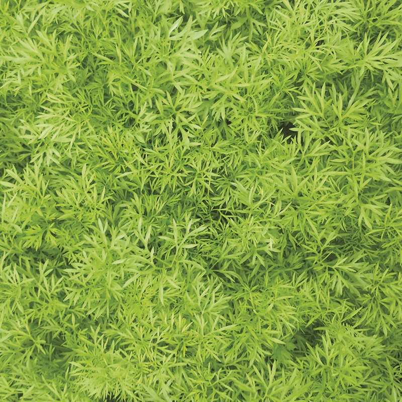 RHS Coriander Confetti Seeds - Image 2