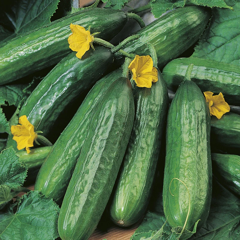 RHS Cucumber Emilie F1 Seeds - Image 2