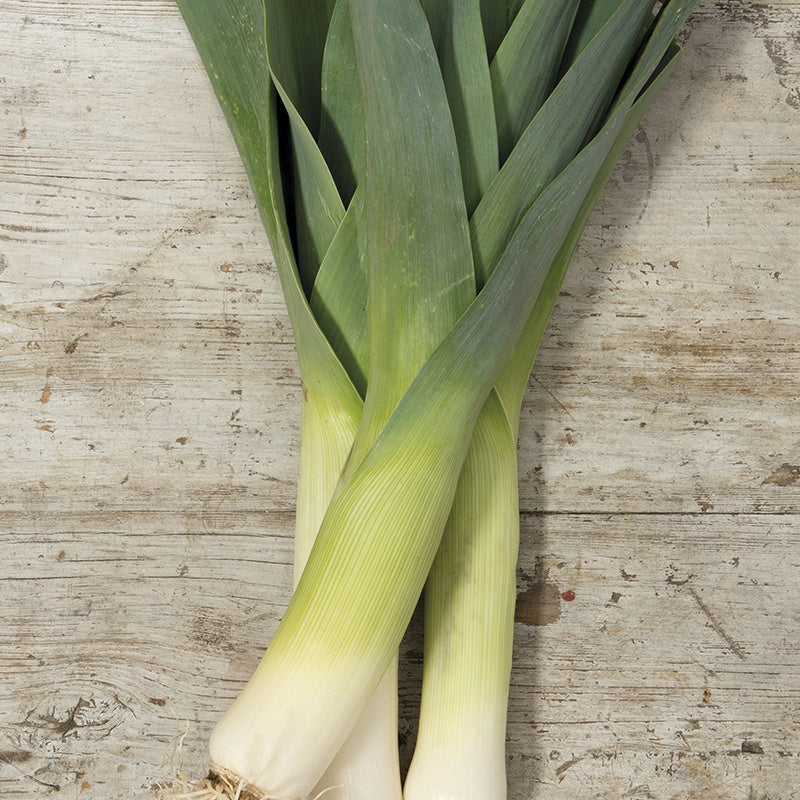 RHS Leek Oarsman F1 Seeds - Image 2
