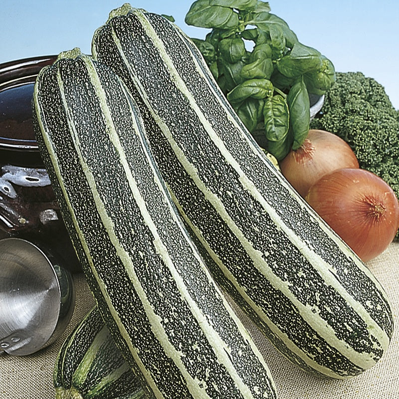 RHS Marrow Tiger Cross F1 - Image 2