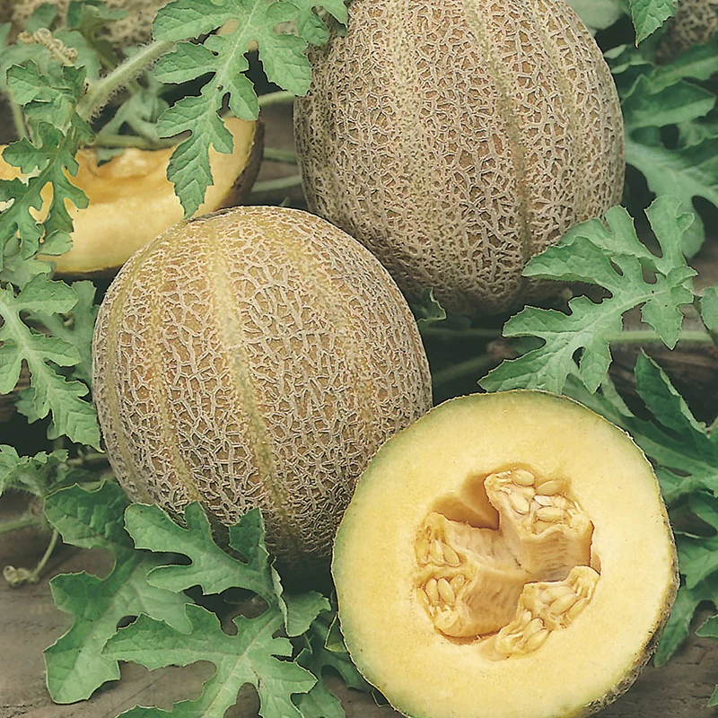 RHS Melon Emir F1 Seeds - Image 2