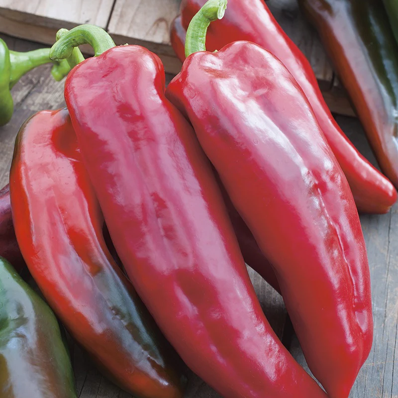 RHS Pepper (Sweet) Corno di torro rosso - Image 2