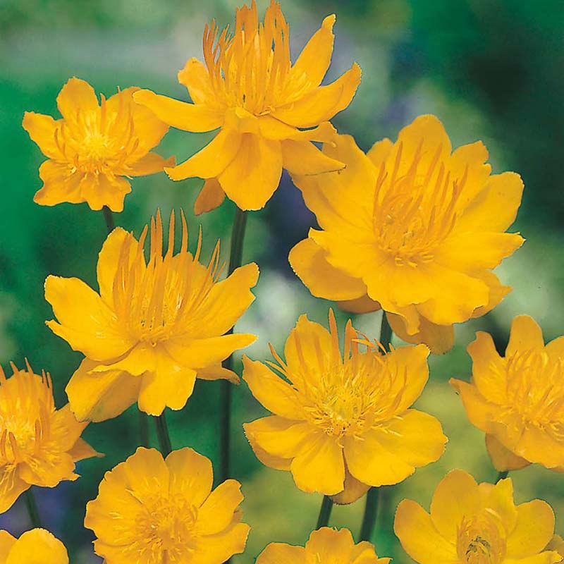 RHS Trollius Golden Queen Flower Seeds - Image 2
