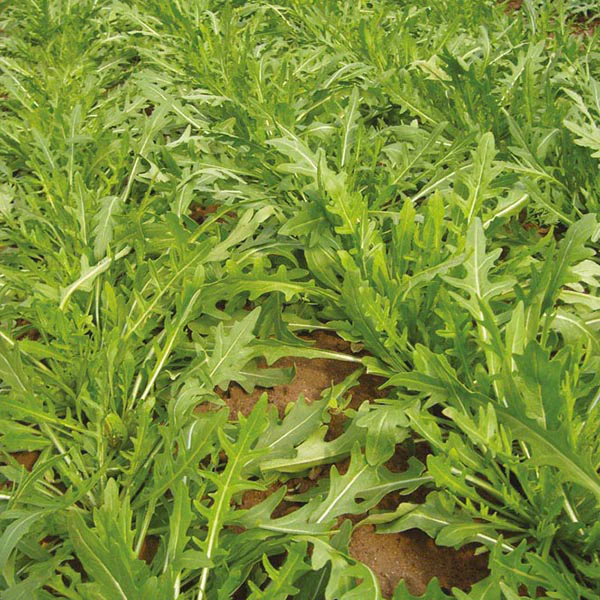 Rocket Tirizia Seeds - Image 3