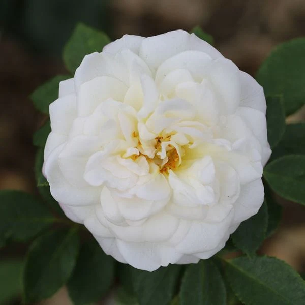 Shrub Rose Trio Plants Collection - Image 3