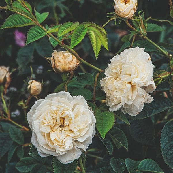 Rose Alba Maxima (Shrub) Plants - Image 2