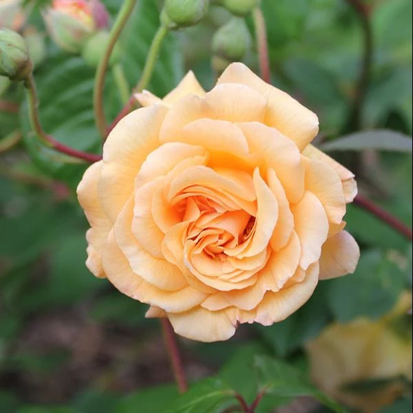 Rose Buff Beauty (Shrub) Plants - AGM