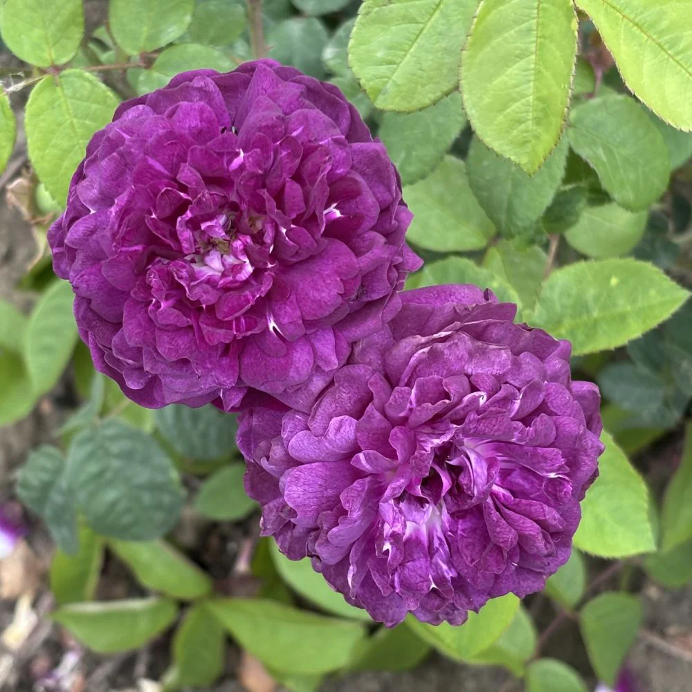 Rose Cardinal De Richelieu (Shrub) Plants - Image 2
