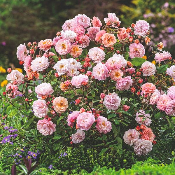 Rose Cornelia (Shrub) Plants - AGM - Image 2