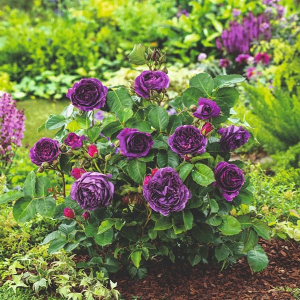 Rose Minerva (Floribunda) Plants - Image 2