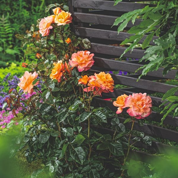 Rose Scent From Heaven (Climbing) Plants - Image 2
