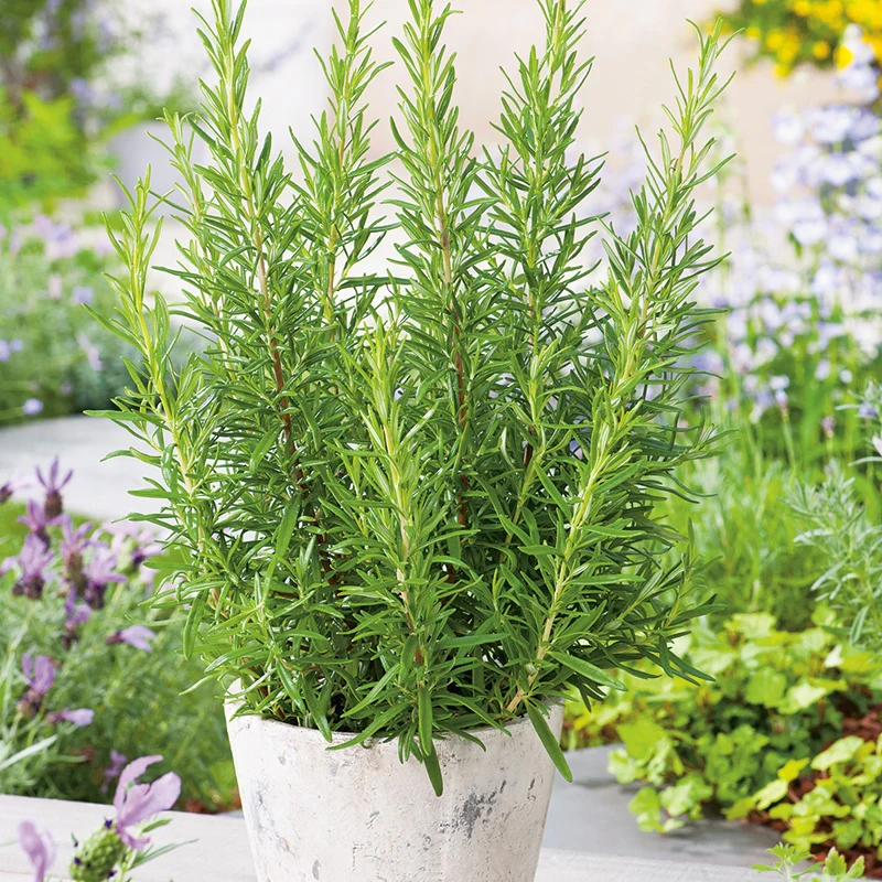 Rosemary Seeds - Image 3