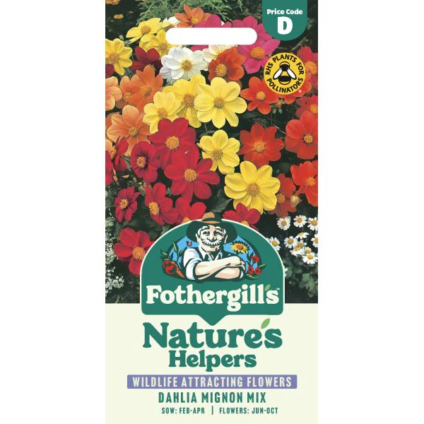 Dahlia Mignon Mixed