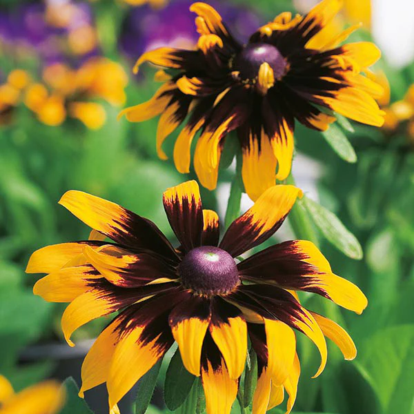 Rudbeckia Aries Seeds - Image 2