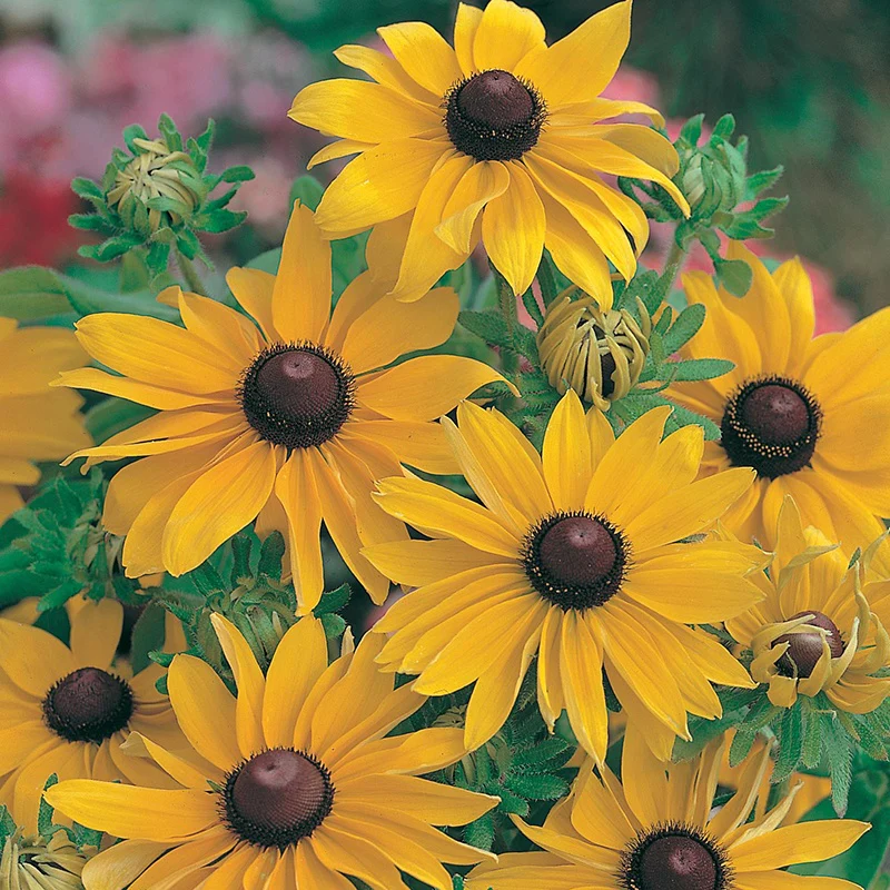 Rudbeckia Marmalade Seeds - Image 2