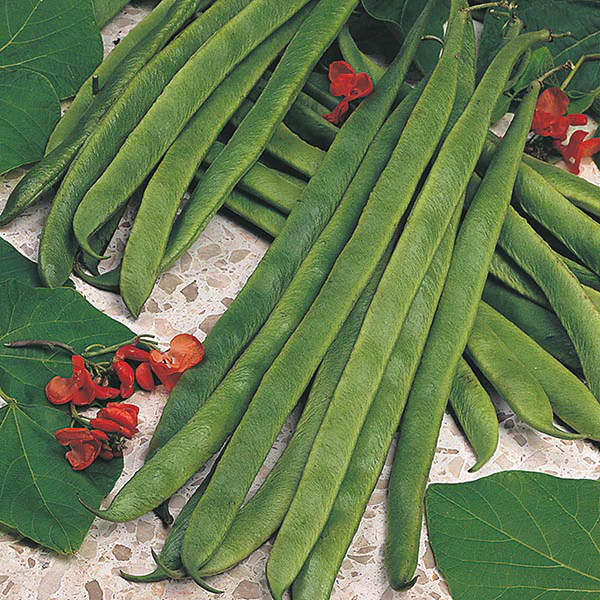 Runner Bean Armstrong Seeds - Image 2