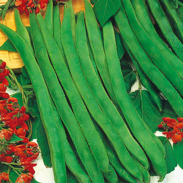 Runner Bean Enorma Seeds - Image 2