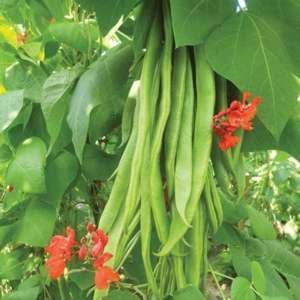 Runner Bean Firestorm AGM Vegetable Plants