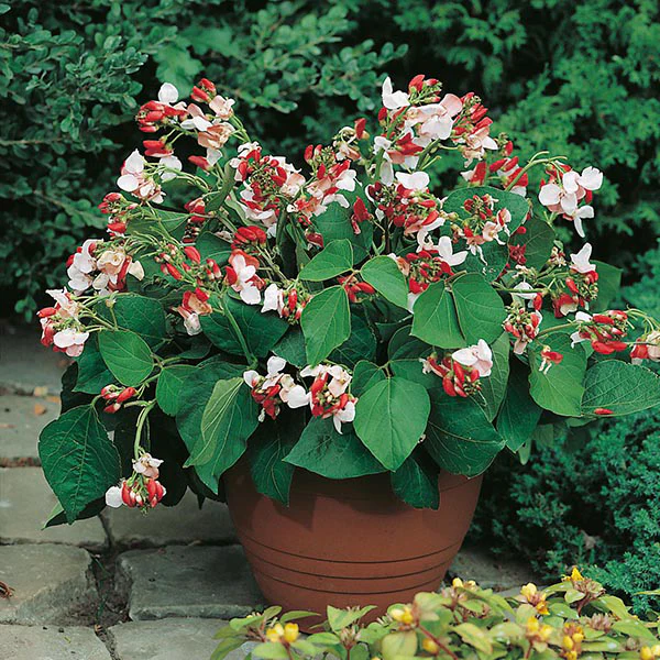 Runner Bean Hestia Seeds - Image 2