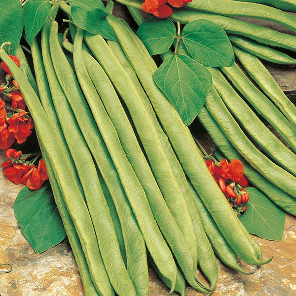 Runner Bean Lady Di Seeds - Image 2