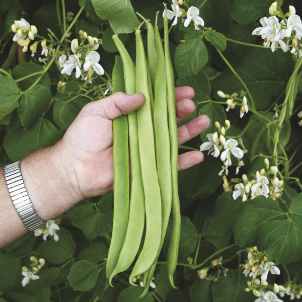 Runner Bean Moonlight Seeds - Image 2