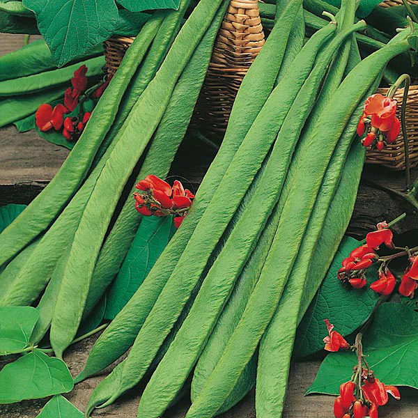 Runner Bean Polestar Seeds - Image 2