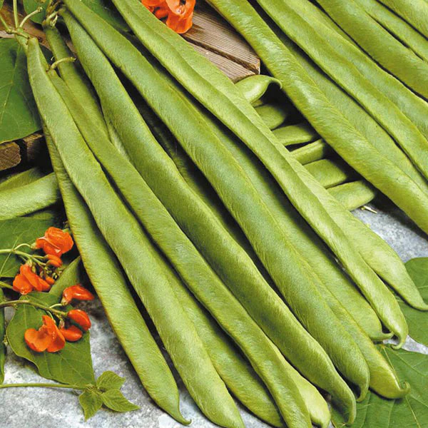 Runner Bean Scarlet Empire Seeds - Image 2