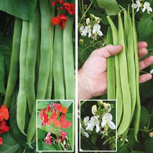Runner Bean Vegetable Plant Collection - Image 3