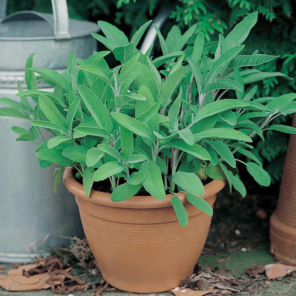 Sage Seeds - Image 3