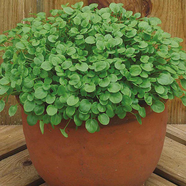 Salad Leaves Cress American Land - Image 3