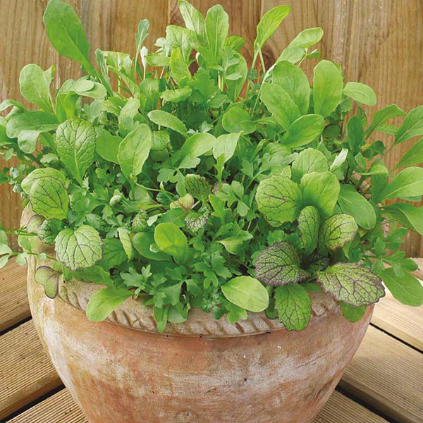 Salad Leaves Mesclun Mixed - Image 3